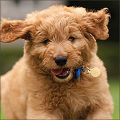 PetSmart Big Brands Bonus Sale