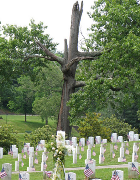 Picture of old scarred tree standing guard over graves at the Tennessee Veterans' Cemetery